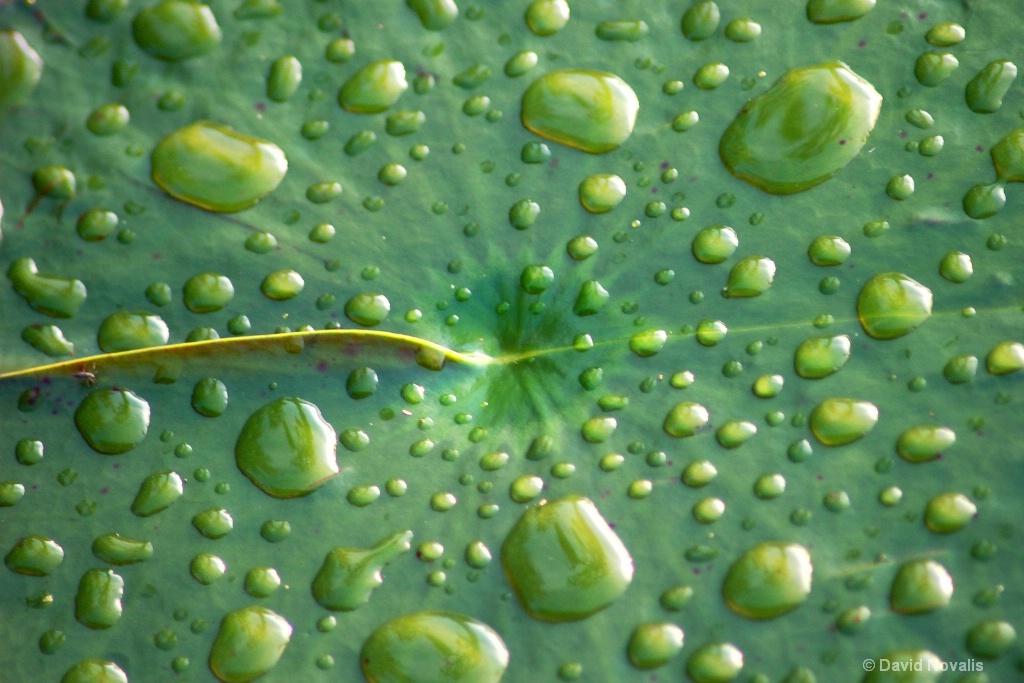 Resting Raindrops