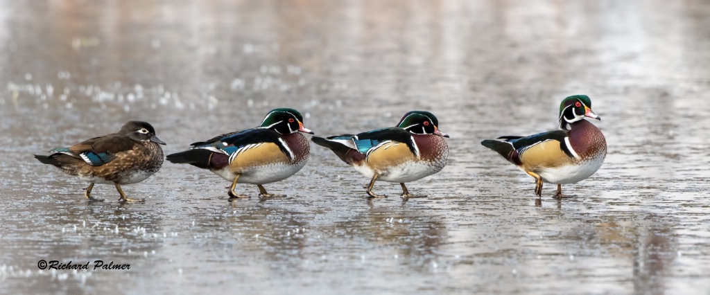 Ducks On Ice