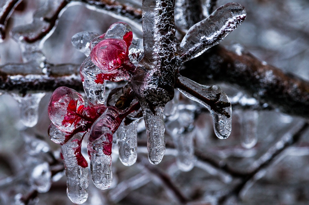 Ice Flowers