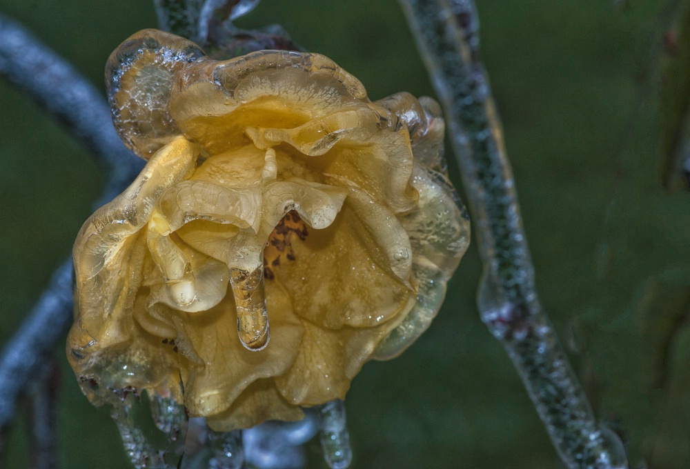 Frozen Rose