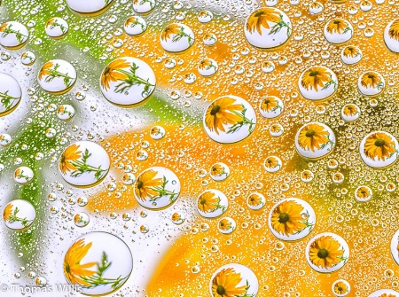 Water Drops and Daisy