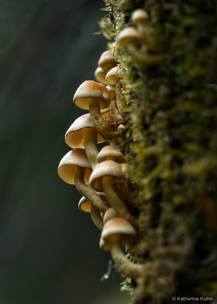 Tree Climbers