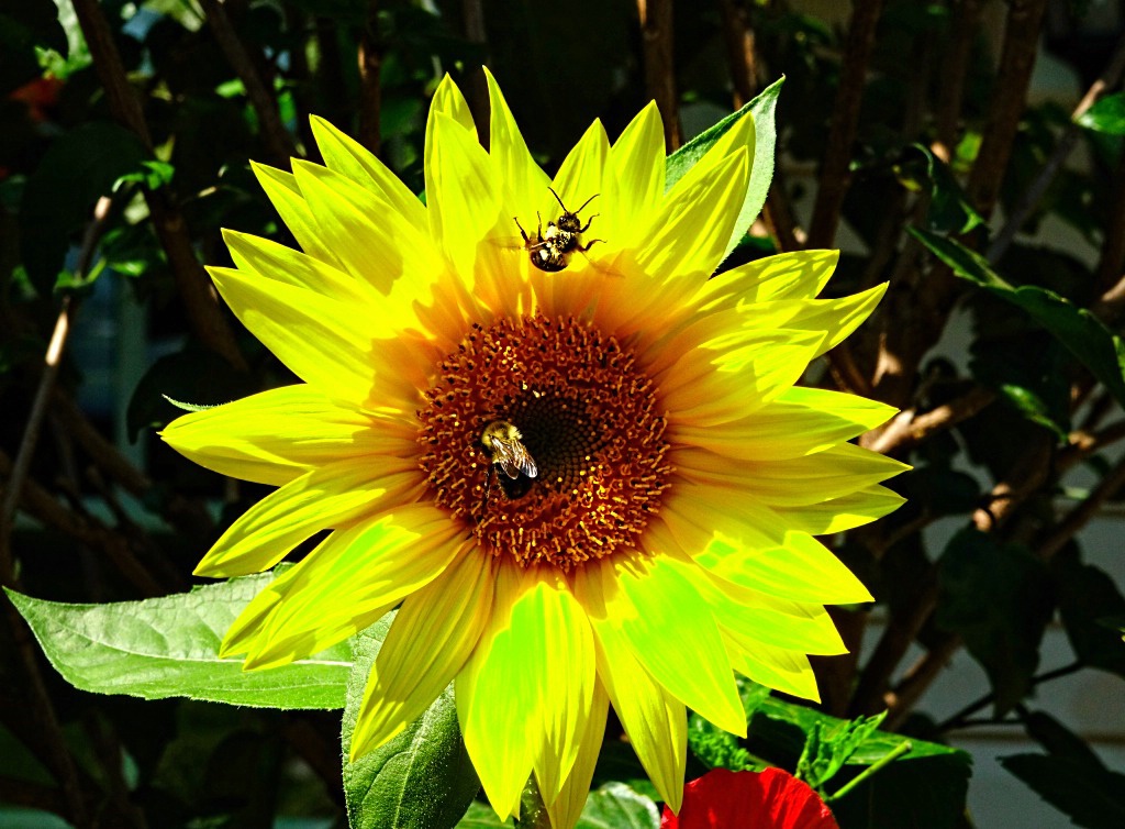 Sunflower Work Crew