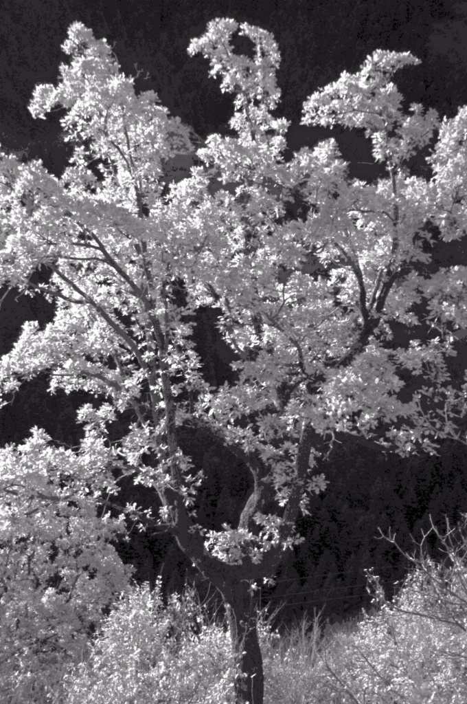 Oak tree in infrared.