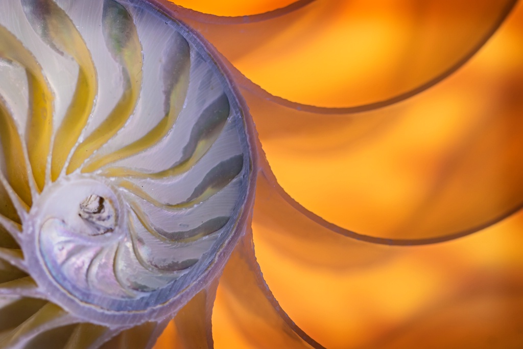 Nautilus Curves  