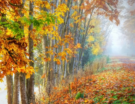 Tree Lined Path in Fog