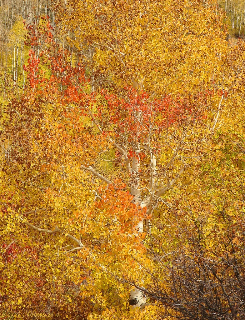 An Aspen Tree in Autumn