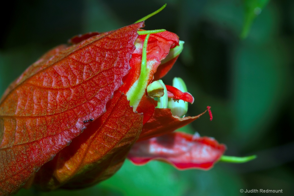 Red flower 2