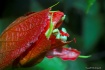 Red flower 2
