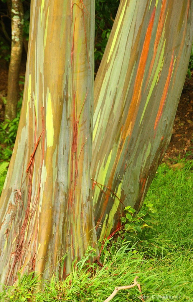 Rainbow Eucalyptus Trunks