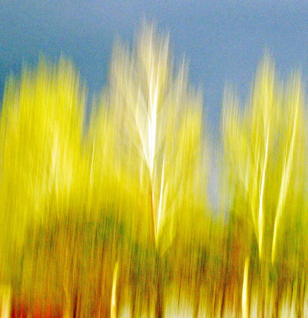 Towering trees abstract.