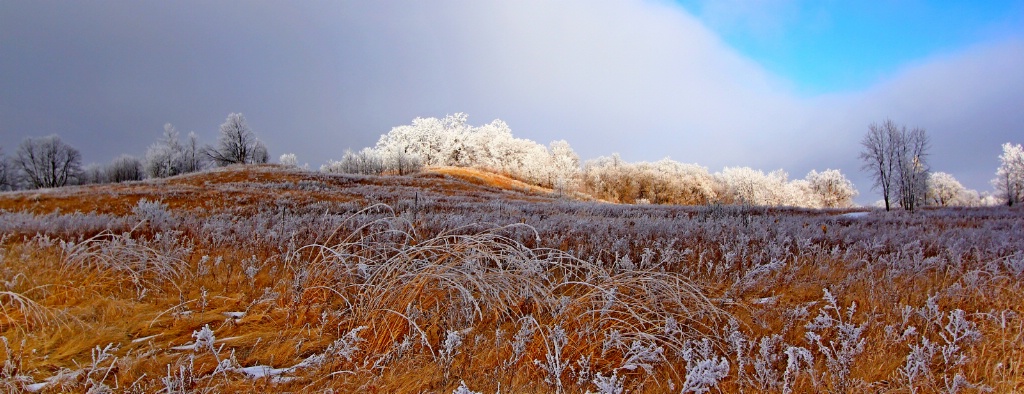 Frost on the Meadow