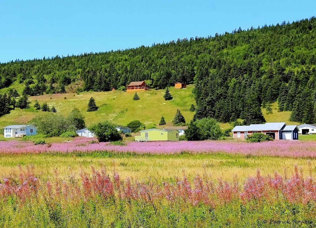 Fireweed & Green Hills