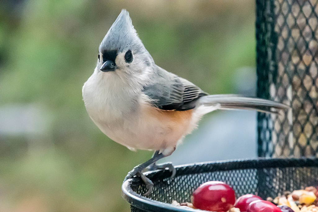 Titmouse