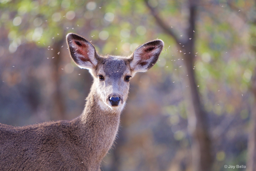 Deer Portrait