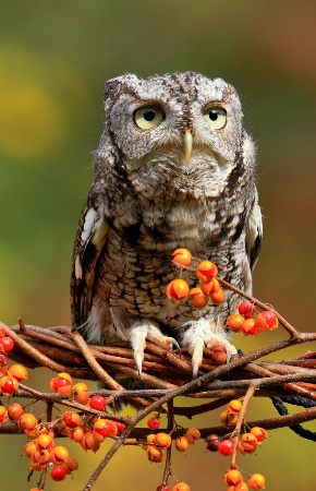 Screech Owl