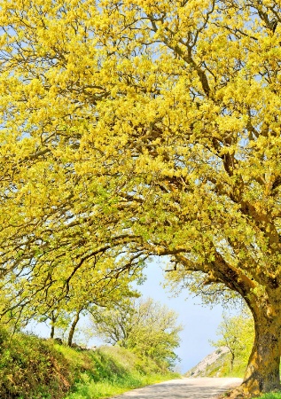 Oak tree on the road.