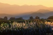 Beautiful Morning
