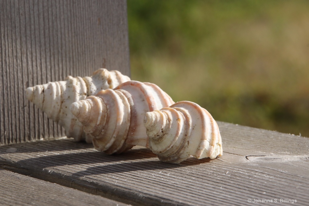 Shells - ID: 15494492 © Johanna S. Billings