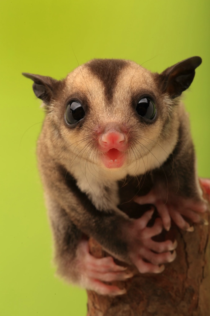 Sugar Glider