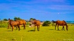 Formation Grazing