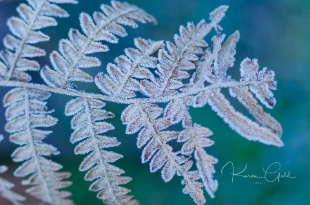 Frosted Fern 2