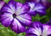 Petunia Trio
