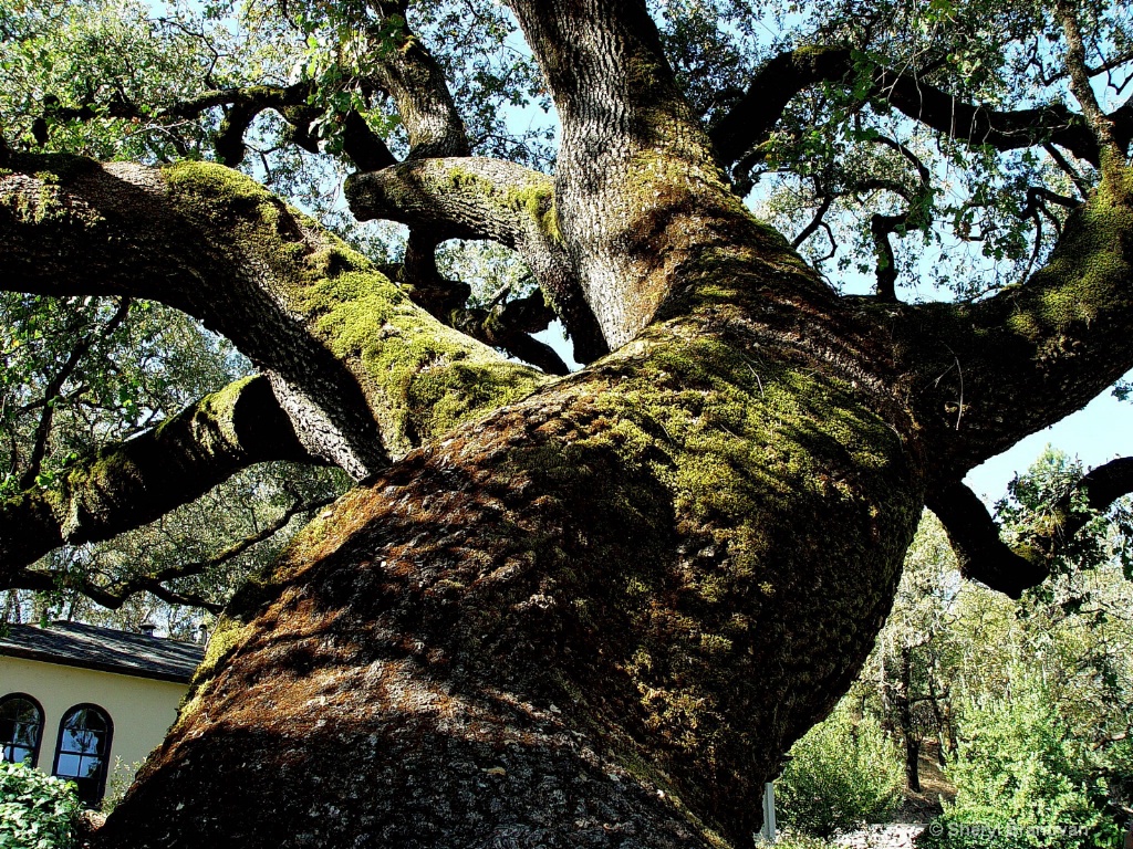 The old Oak Tree