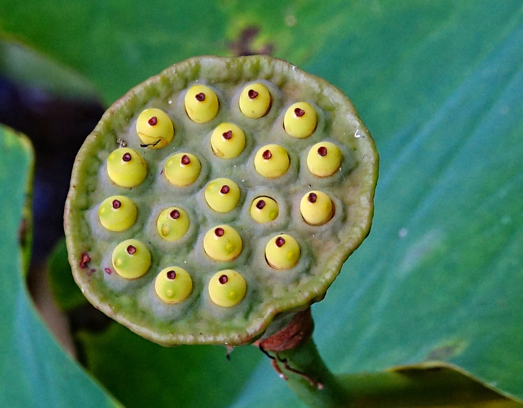 Lotus Eyes