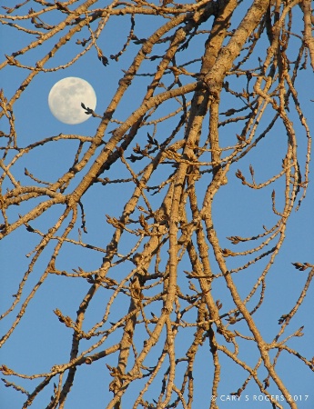 Full Moon Through Budding Branches