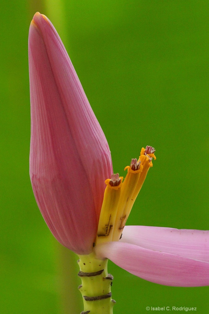 Banana Flower