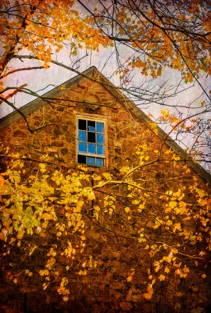 Leaves and Window