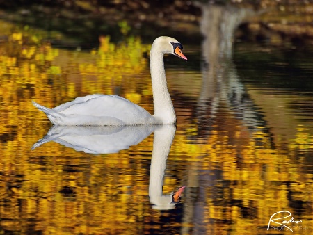Swan in the Fall
