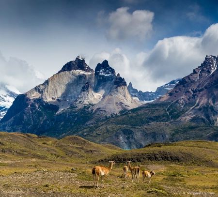 Vicunas at Torres Del Paine