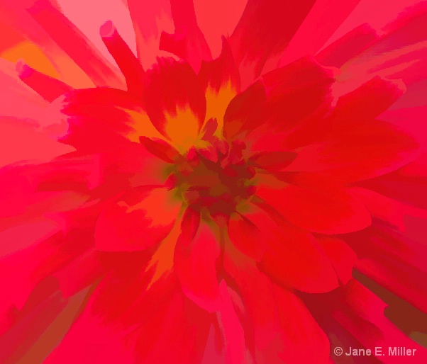 Brightly Painted Dahlia