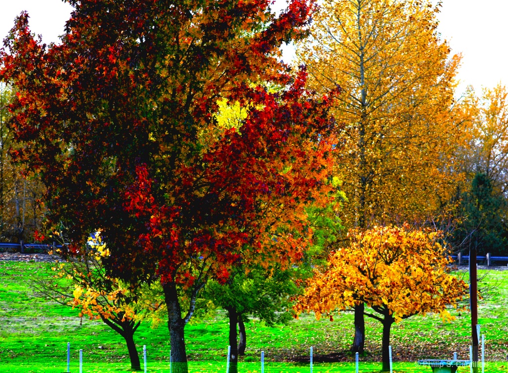 Oregon Fall Colors