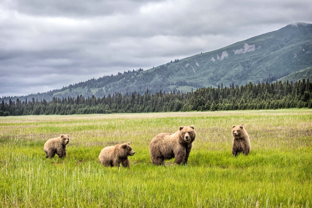 Wilderness Family  