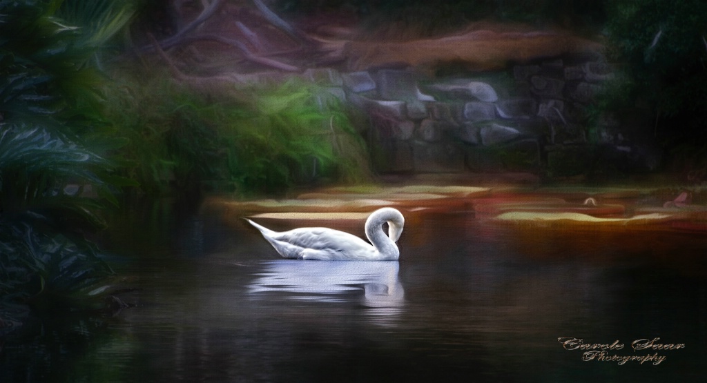 1 Swan Swimming