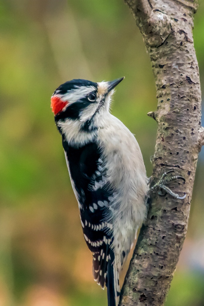 Male Downy Woodpecker