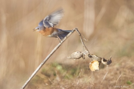 Bluebird Take Off
