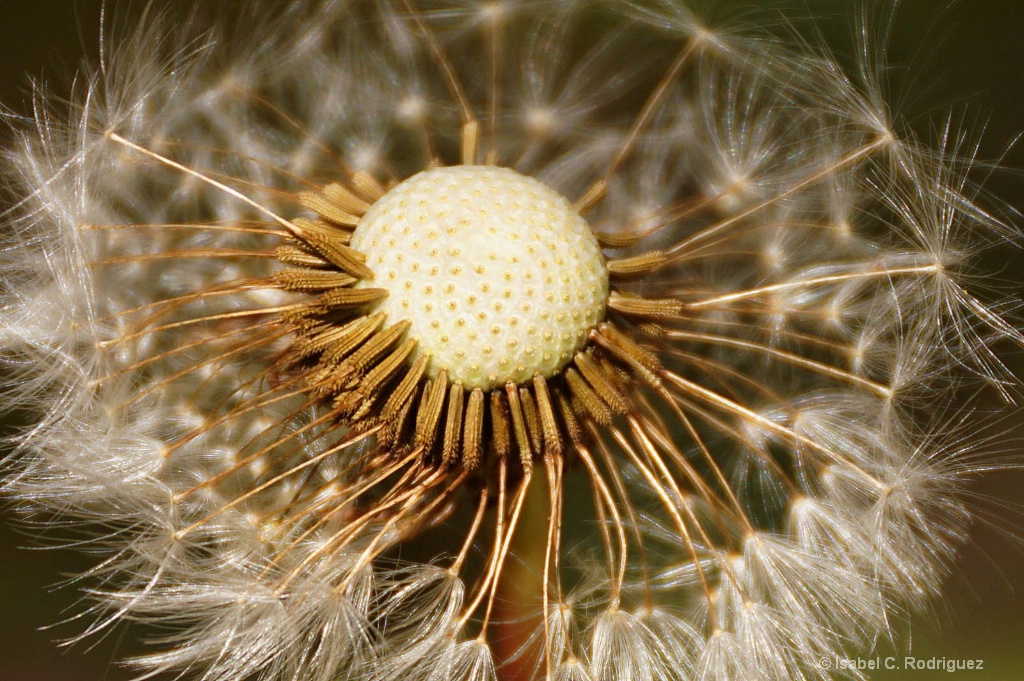 Dandelion Wheel