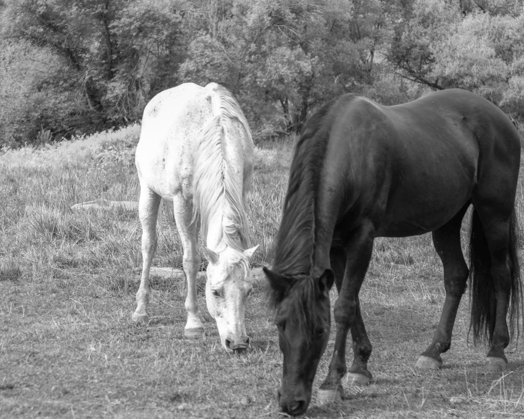 Best friends forever - ID: 15497189 © Nancy Auestad