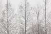 Winter Trees I