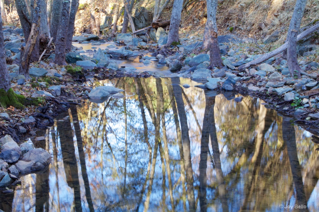 Tree Reflections