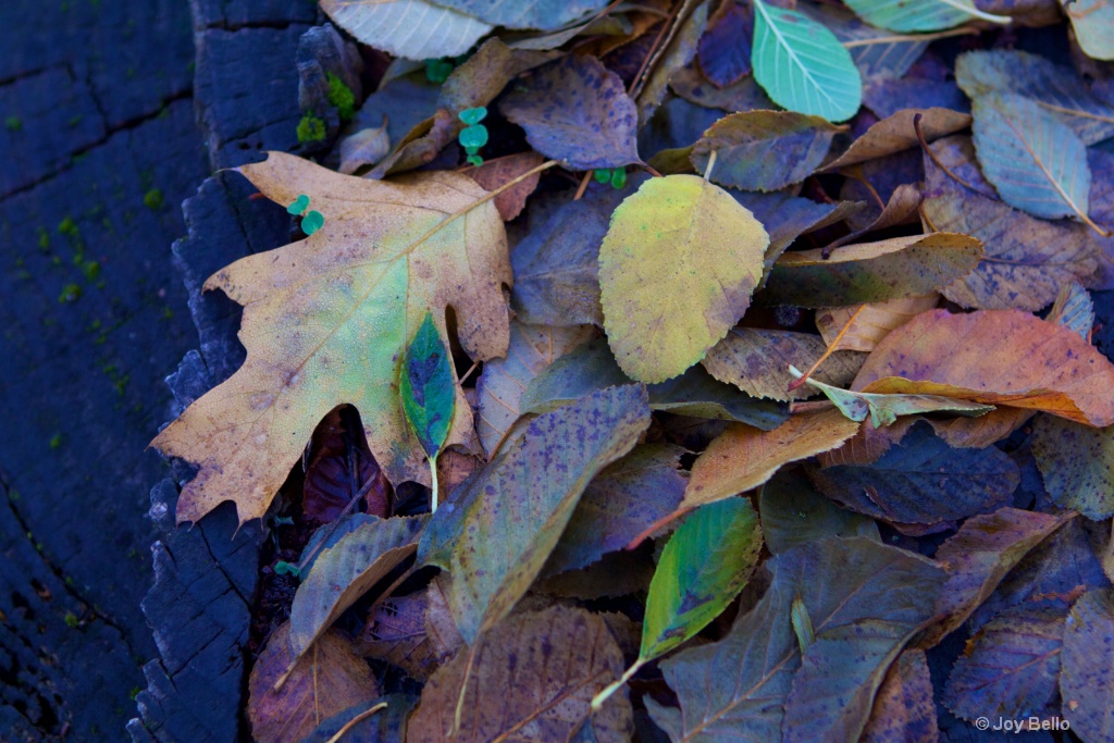 Leaf Detail