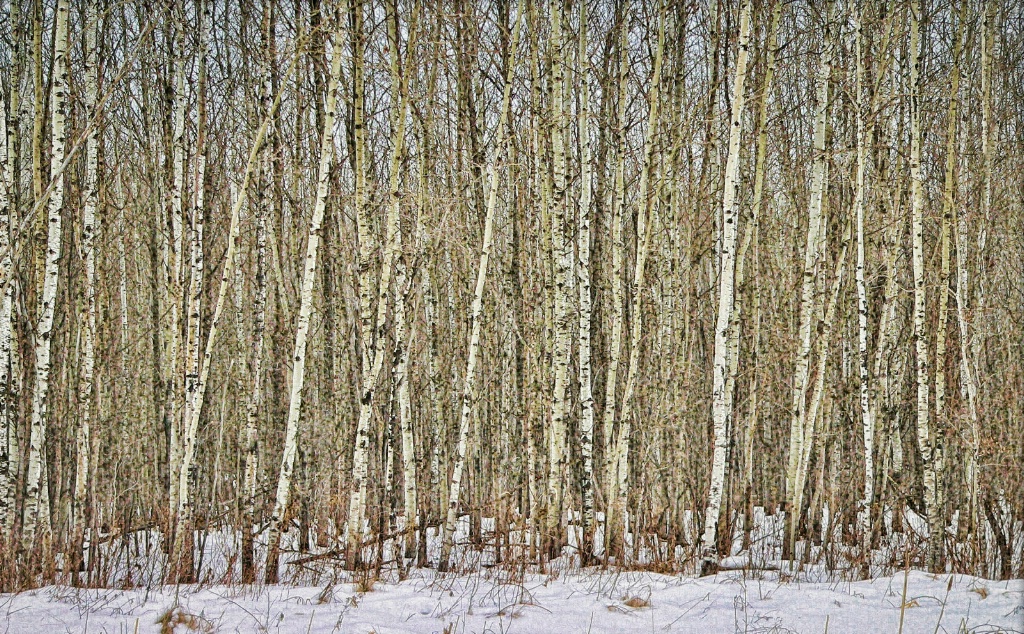 Winter Woods 