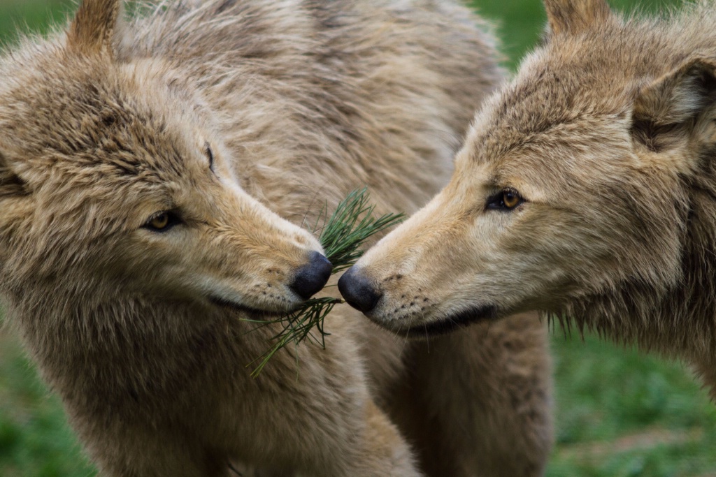 Young Wolves at Play