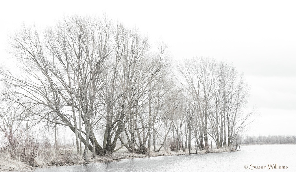 The Color of Winter