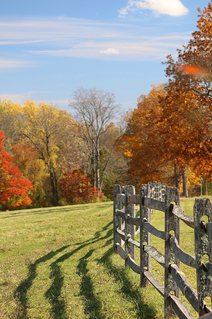 Autumn Shadows