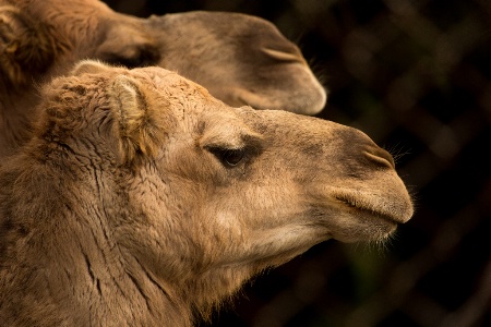 Profiles in Camel